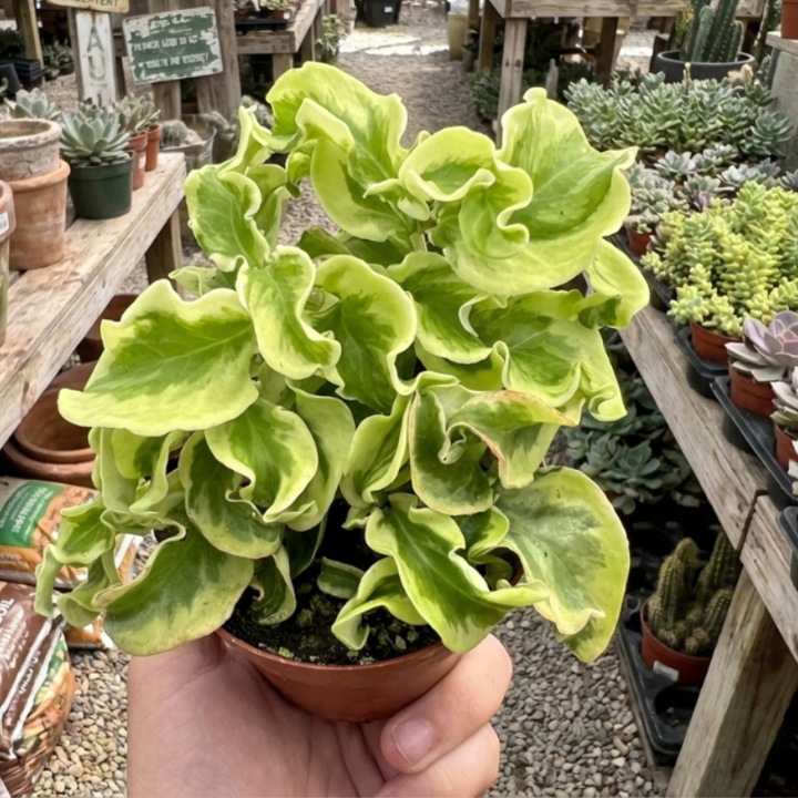Curly Devil's Backbone, Variegated Succulent, Live Plant in 2.5" pot