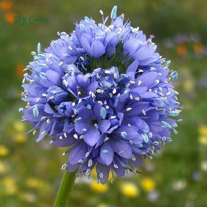 Globe Gilia Seeds for planting | Blue Sea