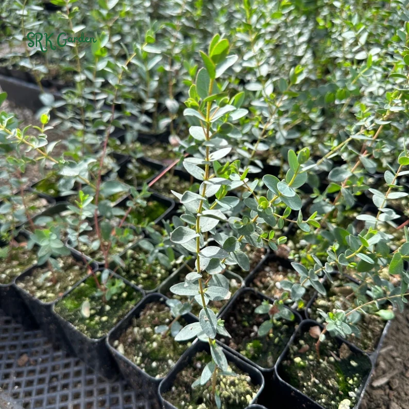 Parvifolia Eucalyptus, Live Evergreen Tree, Unique Plant, Baby Tree, Live Plant in 2.5'' pot