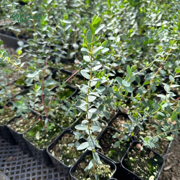 Parvifolia Eucalyptus, Live Evergreen Tree, Unique Plant, Baby Tree, Live Plant in 2.5'' pot