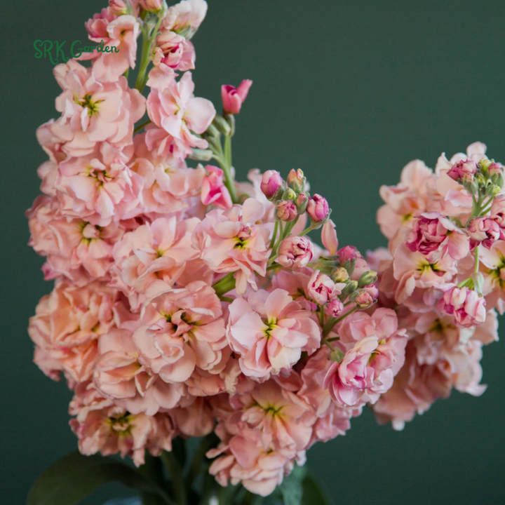 Katz Apricot Srock Seeds, Matthiola Incana | 50 Seeds