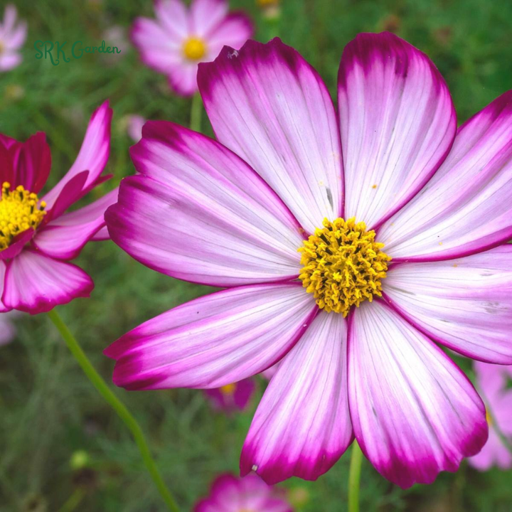 Candy Stripe Cosmos Seeds | 60 seeds