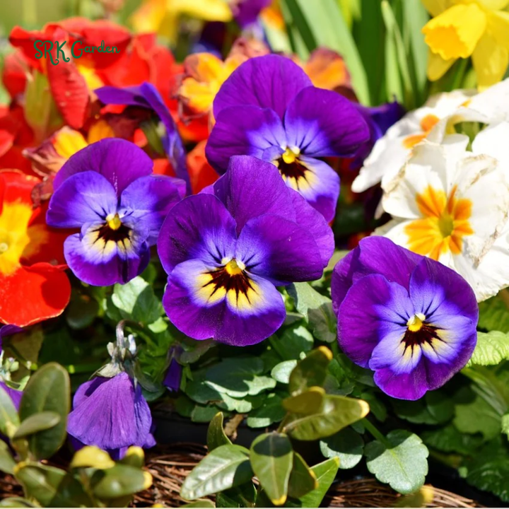 Swiss Giants Pansy Seed Mix | 100 Seeds