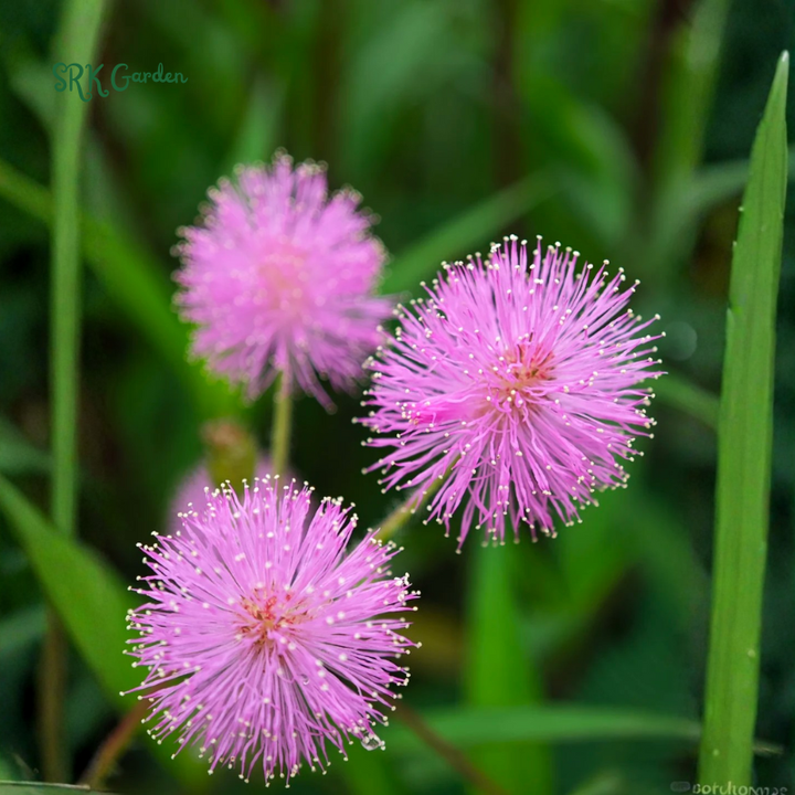 Sensitive Plant Mimosa Pudica Seeds