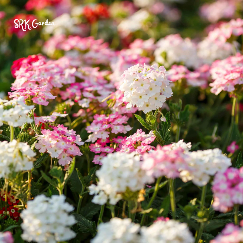Moss Verbena Seed Mix | 400 Seeds