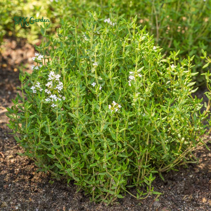 Organic French Thyme Seeds | 200 Seeds
