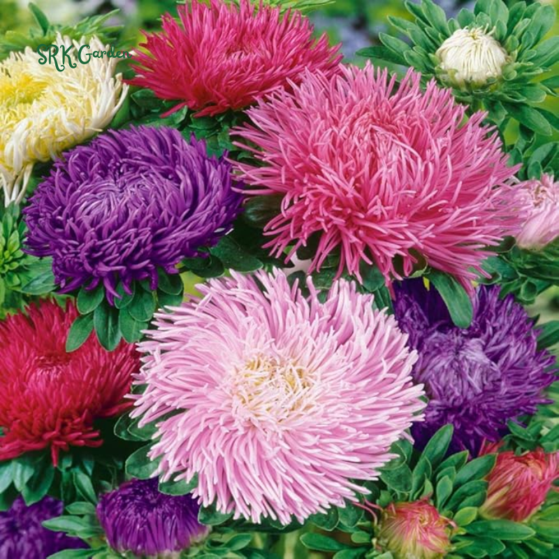 China Aster Seeds 'Giants of California' 1000 Seeds