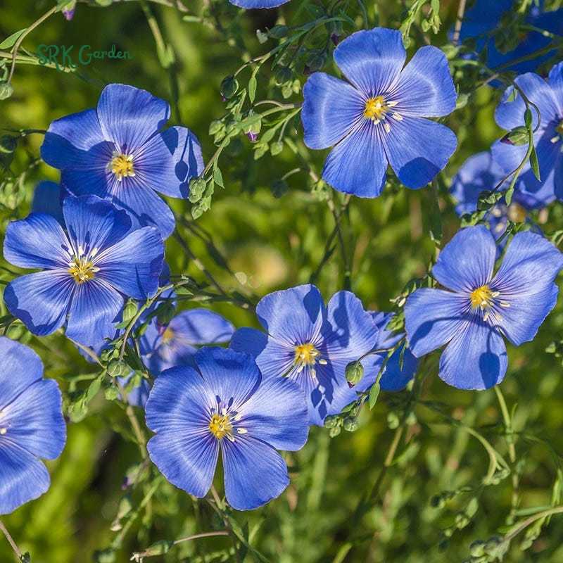 Blue Flax Seeds for Spring | 350 Seeds
