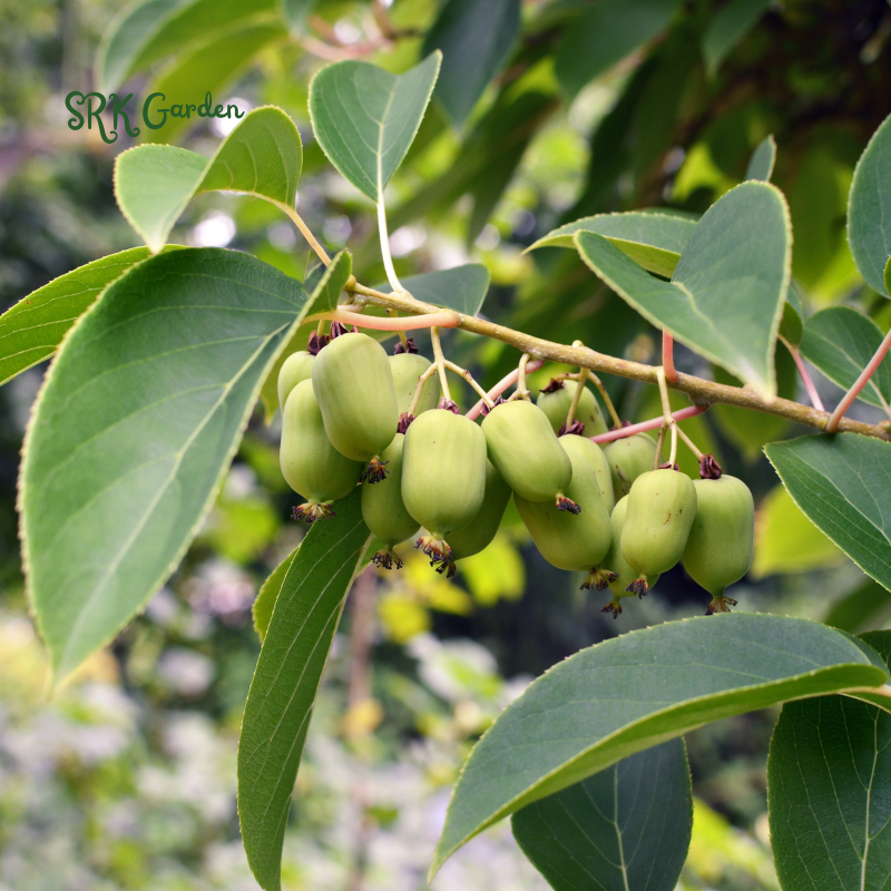 Hardy Kiwi Fruit Vine Live Plant -  Starter Plant