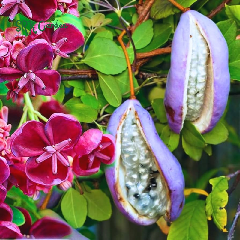 Chocolate Vine Plant Seeds (100 Seeds) Akebia for Outdoor Garden