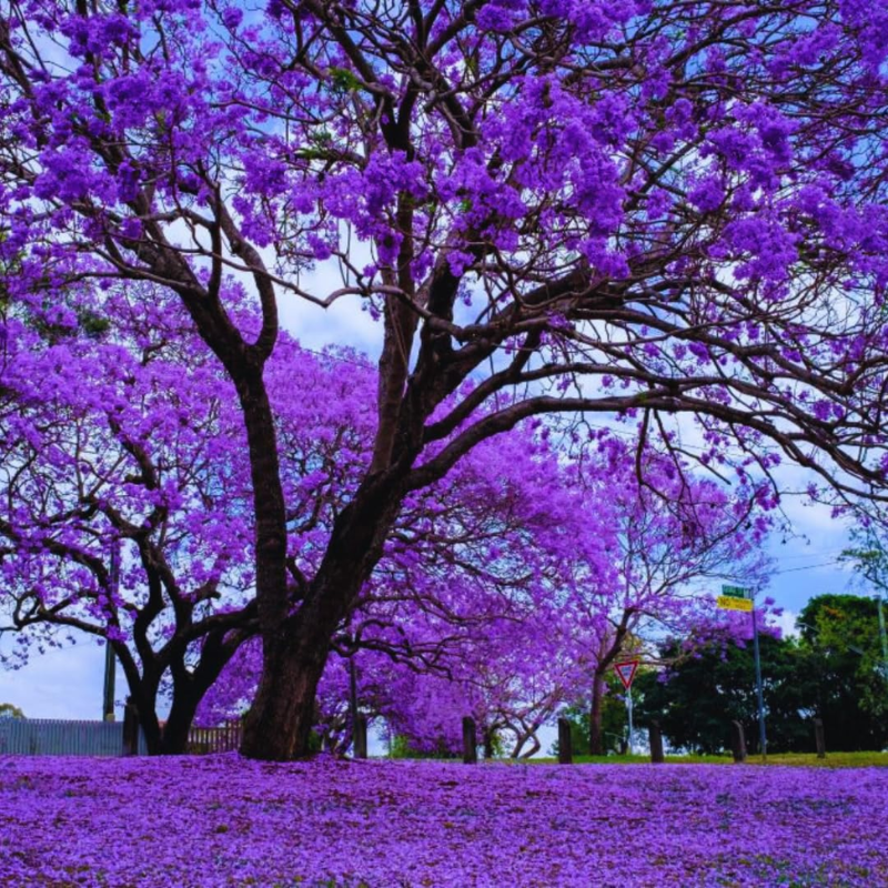 Jacaranda Tree, 3-4 Inch Tall Bonsai Tree in 2-Inch Pot, Trees Live Plants Outdoor Hardiness Zones 9-11