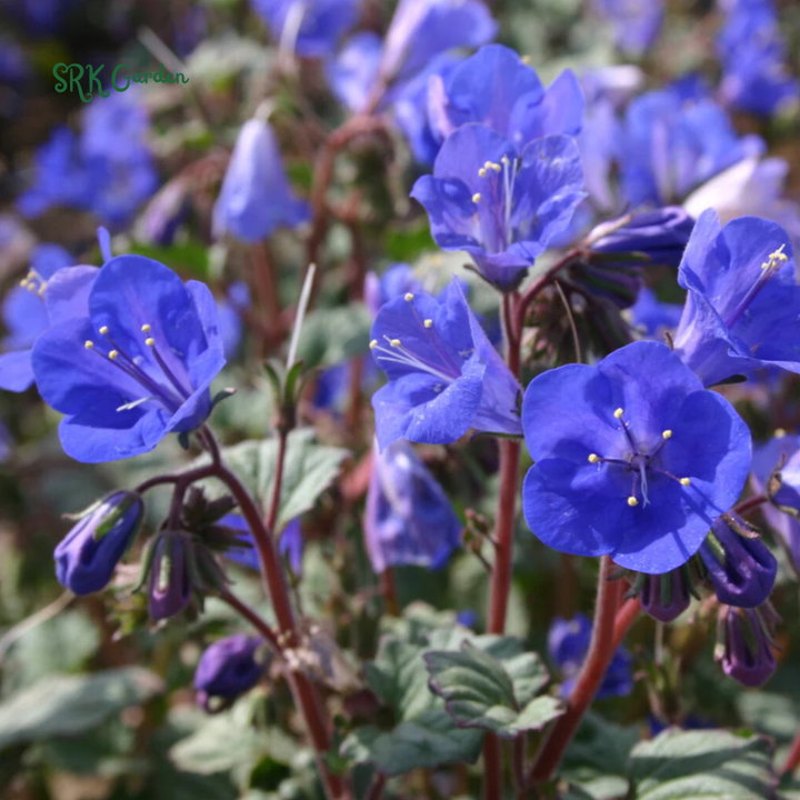 California Bluebell Seeds | 500 Seeds