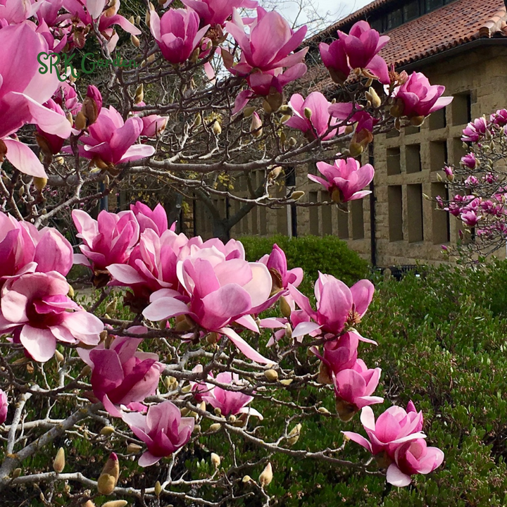 Saucer Magnolia ‘Magnolia Soulangeana’ – Shrub - One Gallon Healthy Potted Plant