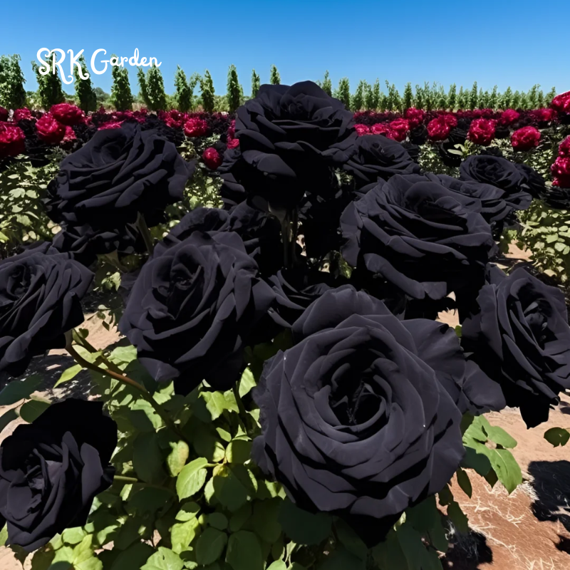 Black Rose Seeds | Late Winter to Early Spring Planting Time