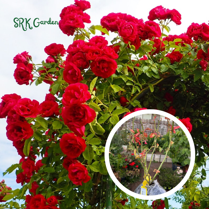 Climbing rose Live Plants