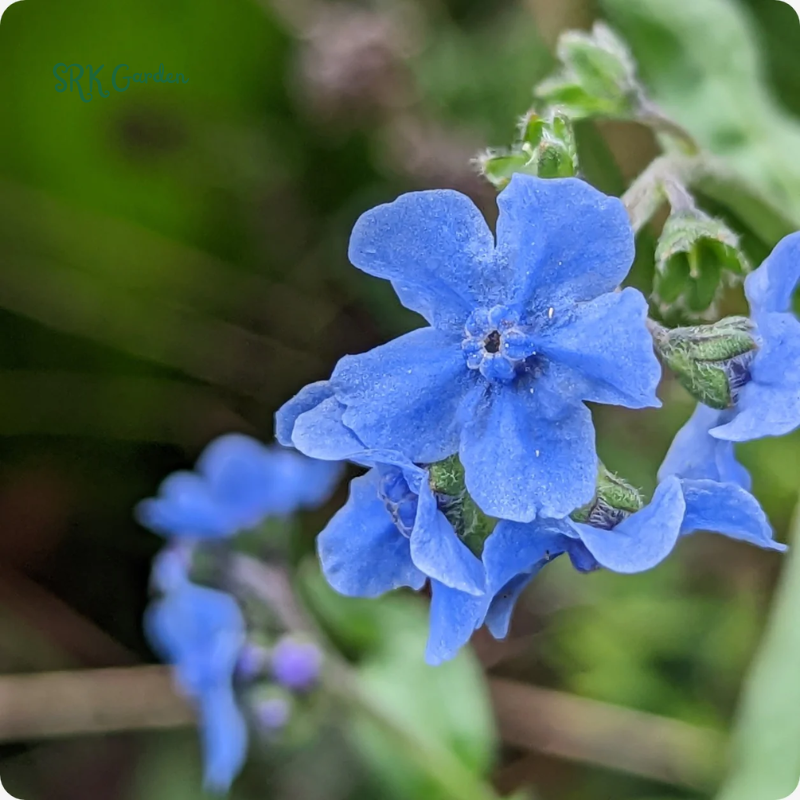Chinese Forget Me Not Seeds | 150 Seeds