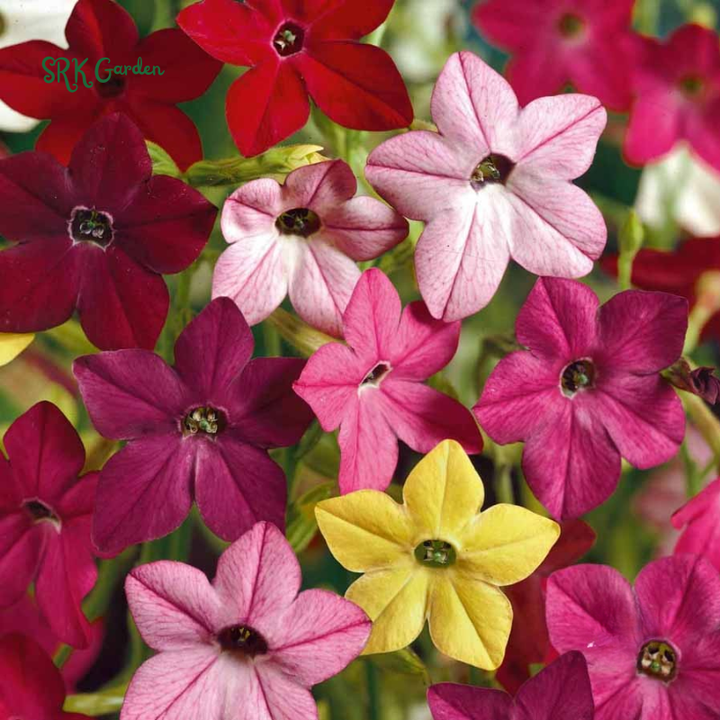 Sensation Flowering Tobacco Seed Mix, Nicotiana alata | 500 Seeds