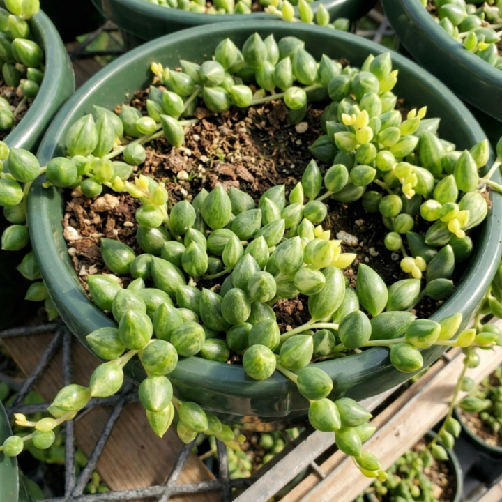 String of Tears, Variegated Plant, Trailing Succulent, Hanging Plant in 2", 4", 6" pot
