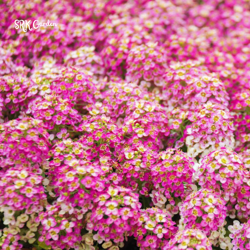 Alyssum Seeds - Violet Queen 100 seeds