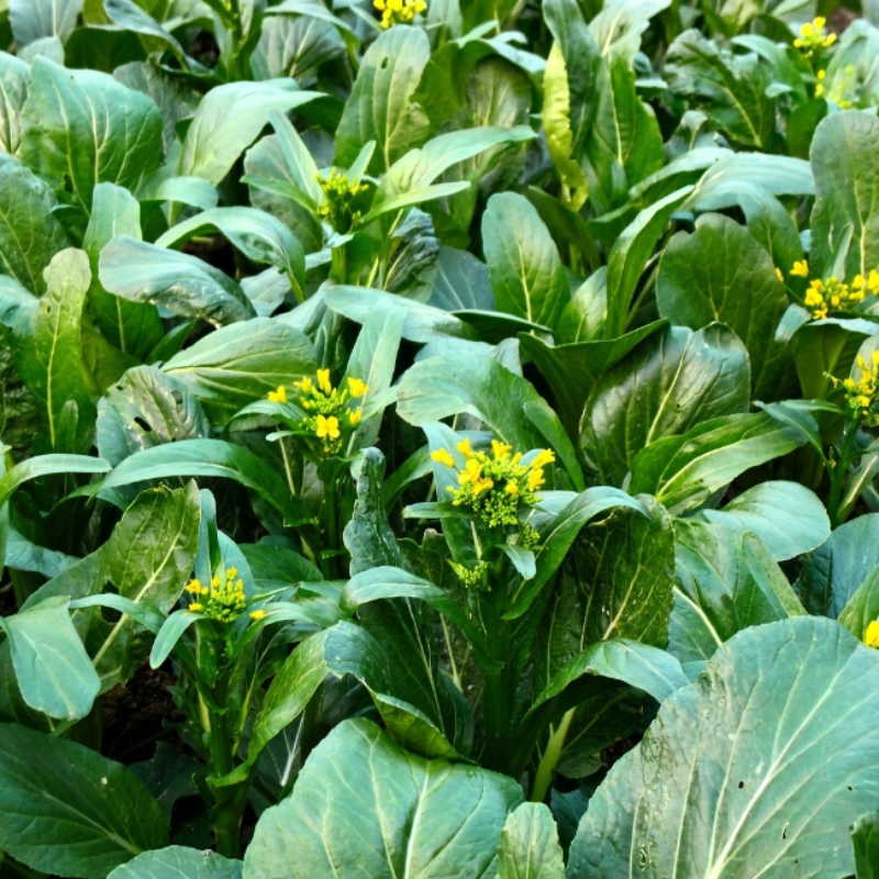 800+ Yu Choy Sum (Jung Green) Seeds