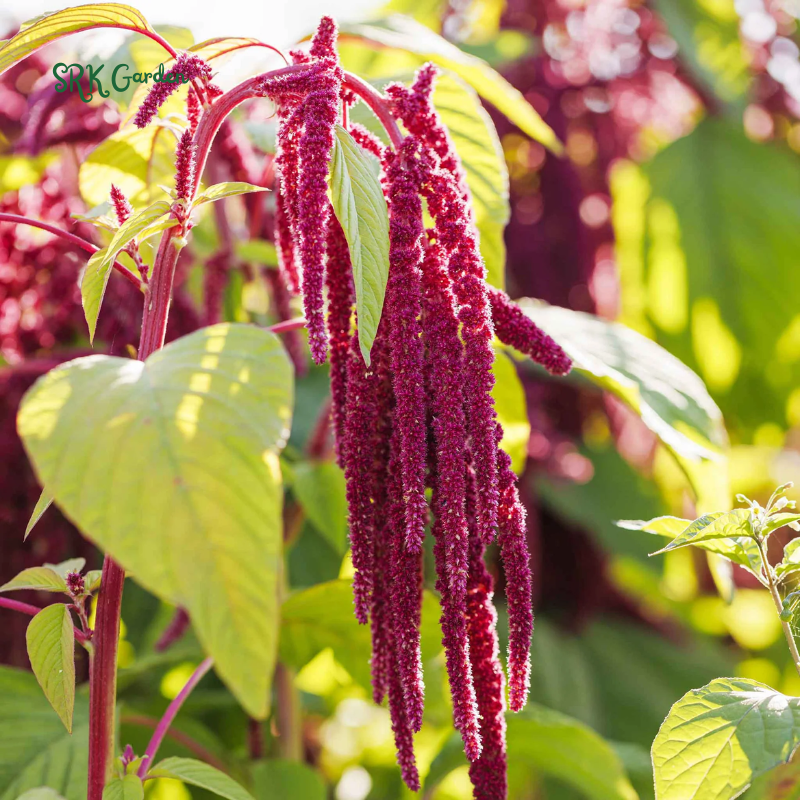 Love Lies Bleeding Seeds | 300 seeds