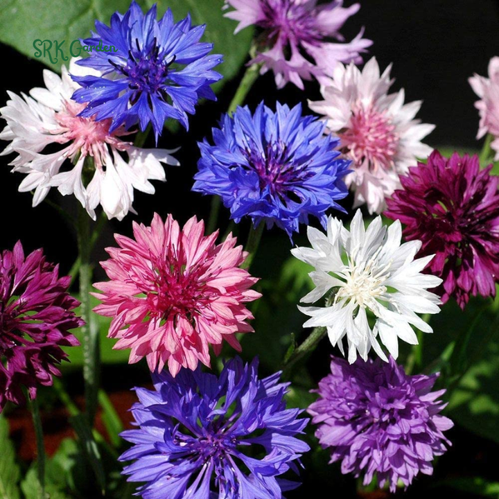 Bachelor's Button Mixed Seeds, Cornflower