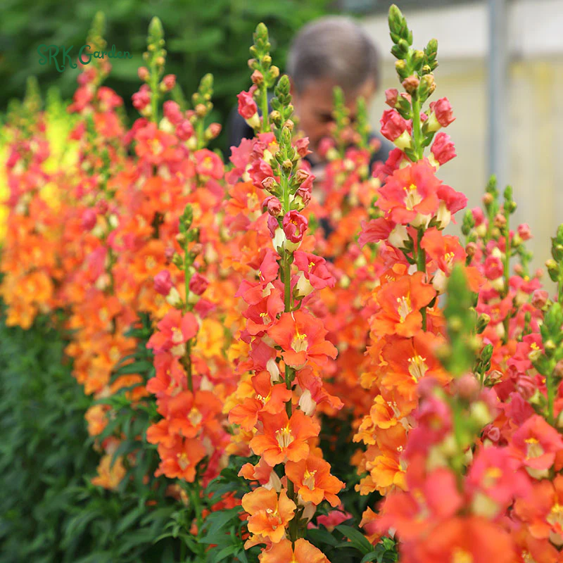 Chantilly Bronze Snapdragon Seeds | 30 Seeds