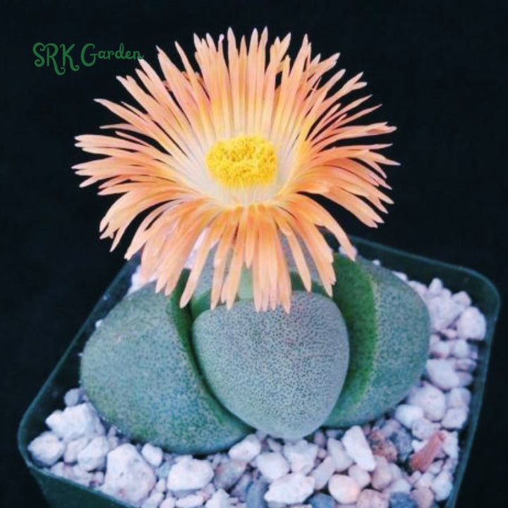 Split Rock, Living Rock, Pleiospilos Nelii in 3.5" pot