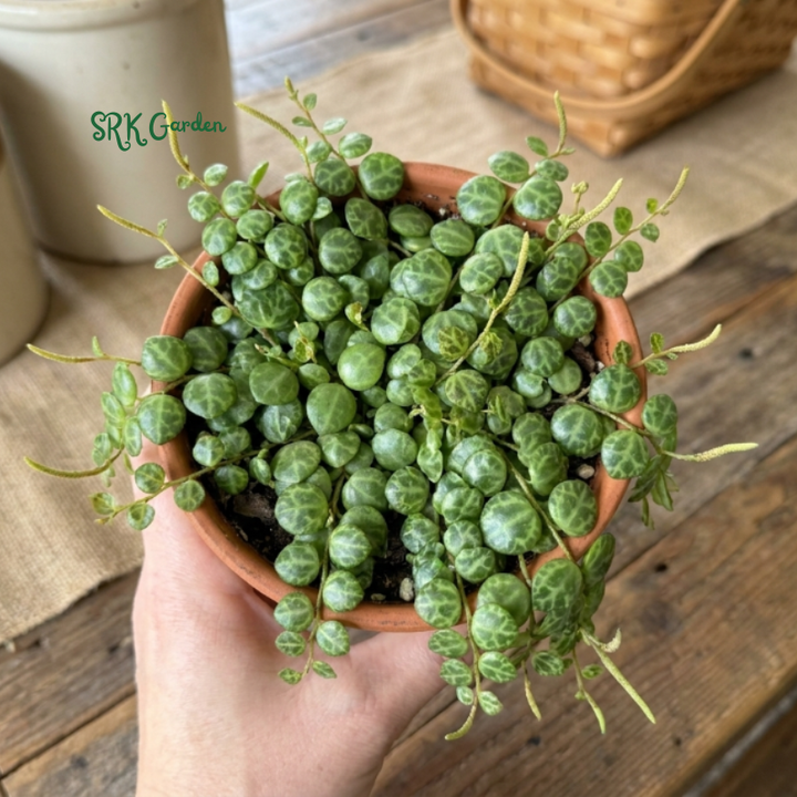 String of Turtles, Trailing Succulent, Hanging Plant, Home Decor Plant in 2.5", 4", 6'' Pot