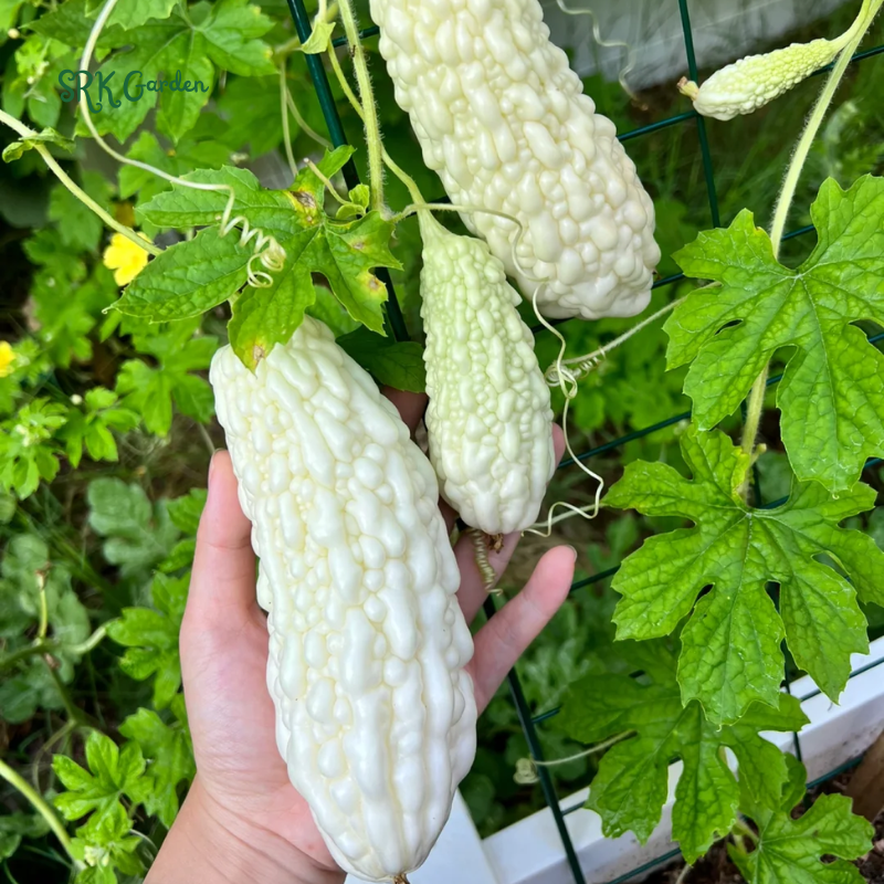 White Skin Bitter Gourd 10 Seeds