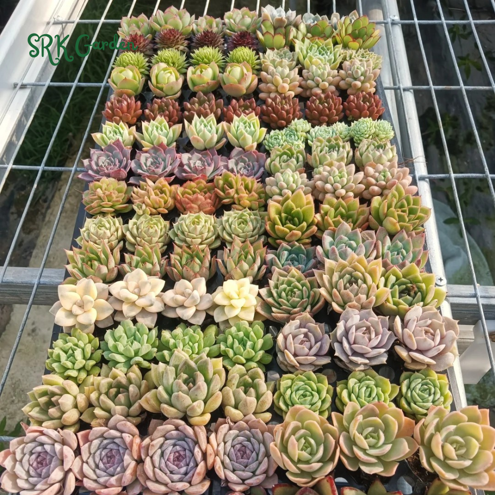 Succulents Mystery Box 12-24pcs, Live Plants in 2'' pot