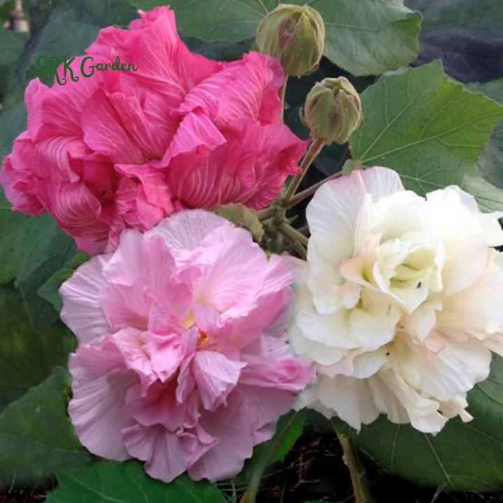 100 Rose Hibiscus Mutabilis Seeds Fragrant Exotic Eye Appeal | Heirloom & Non-GMO