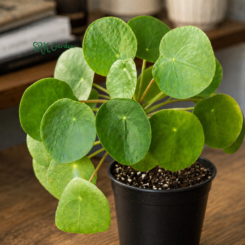 Chinese Money Plant (Pilea Peperomioides) 2.5" pot