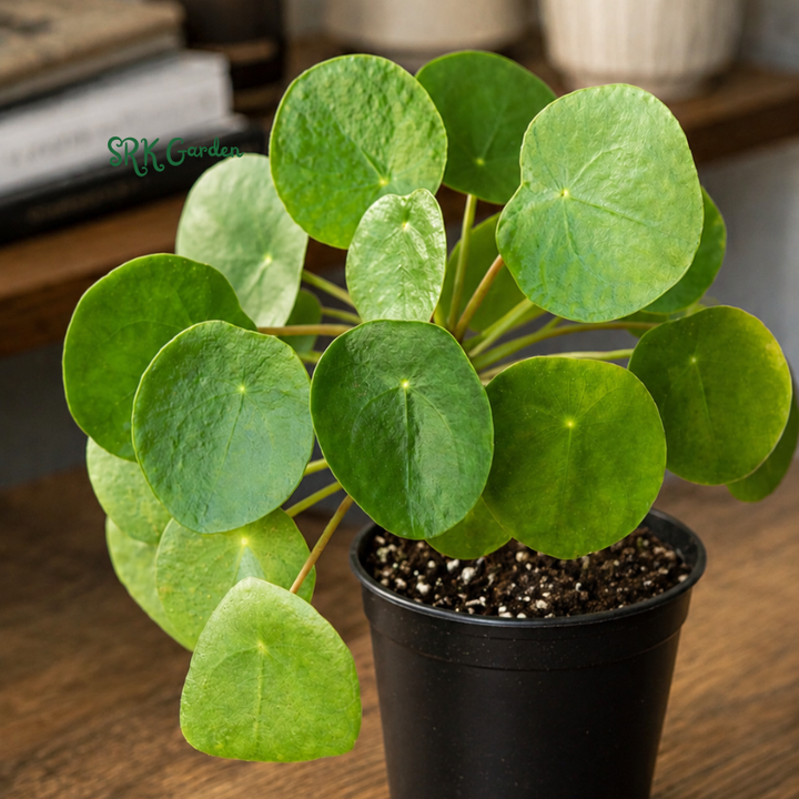 Chinese Money Plant (Pilea Peperomioides) 2.5" pot