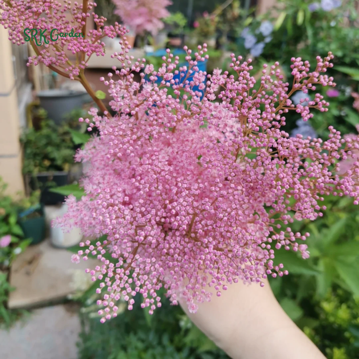 Queen of the Prairie Seeds | 25 Seeds