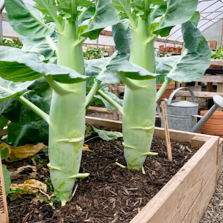 Thick Stem Chinese Broccoli - Kailaan | 100 Seeds