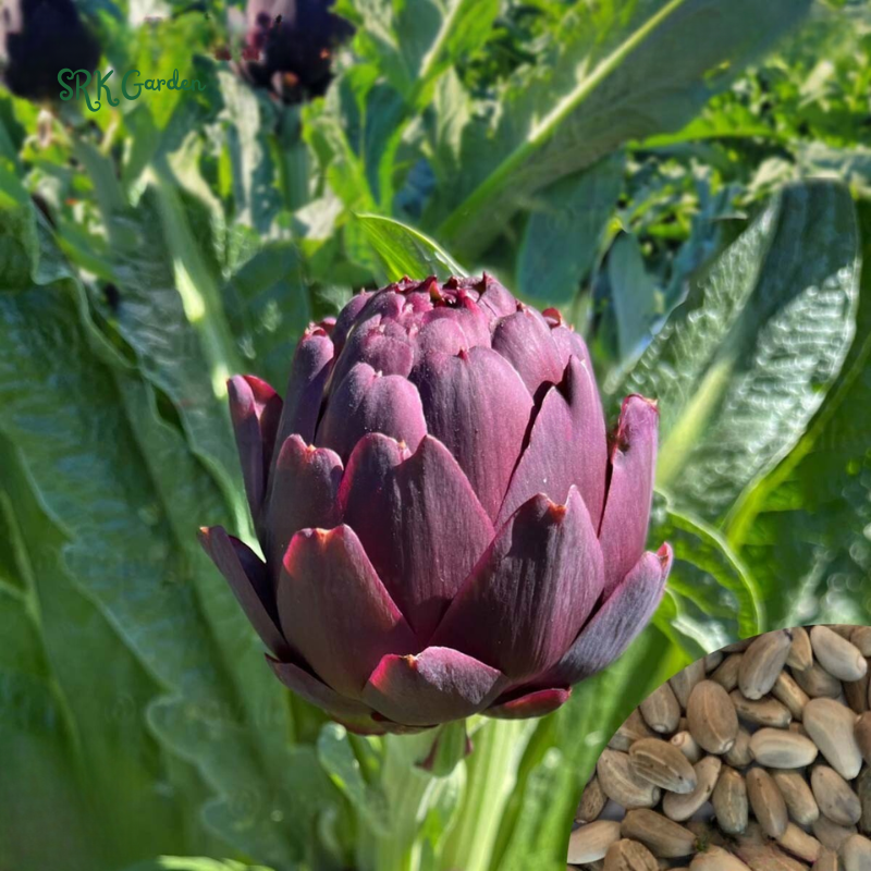 Purple Romagna Artichoke Seeds | 25 Seeds