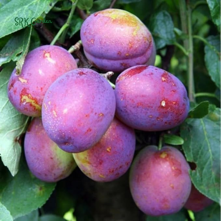Dark Red Plum Live Plants | Edible Fruit Bush