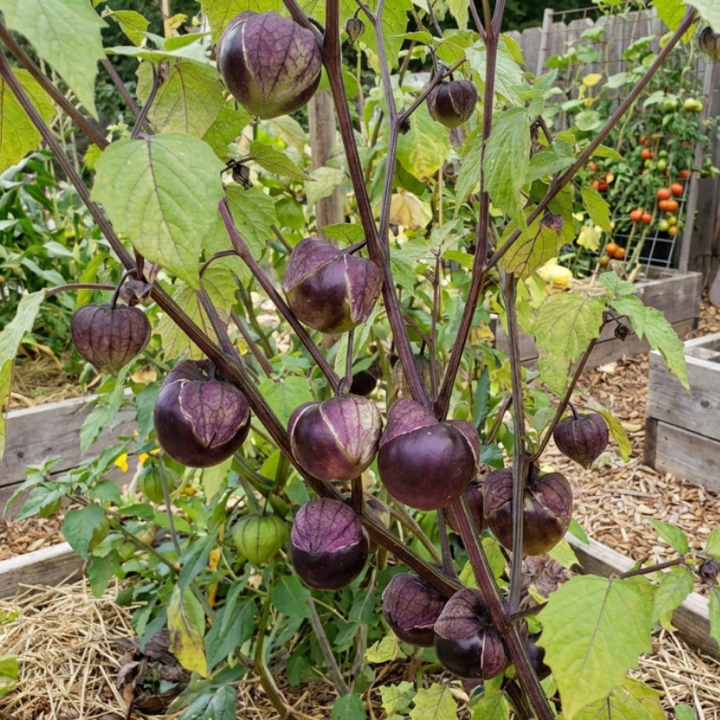 Purple & Green Tomatillo Seeds – 2 Unique Varieties