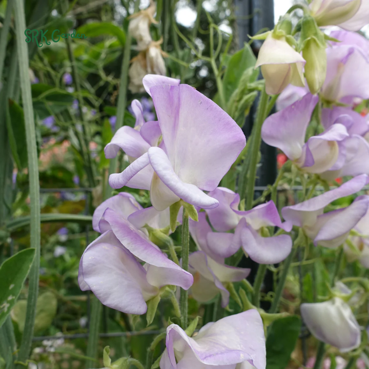 High Scent Sweet Pea Seeds | 20 Seeds