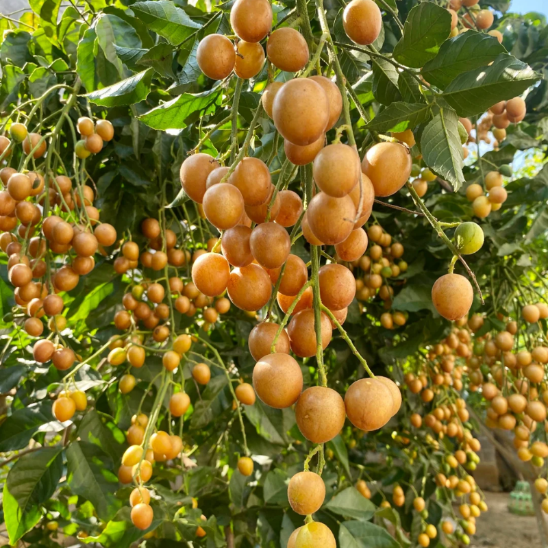 Wampee Fruit Tree Live Plant 2-3ft tall – Sweet Tropical Wampi (Clausena lansium) for Home Garden