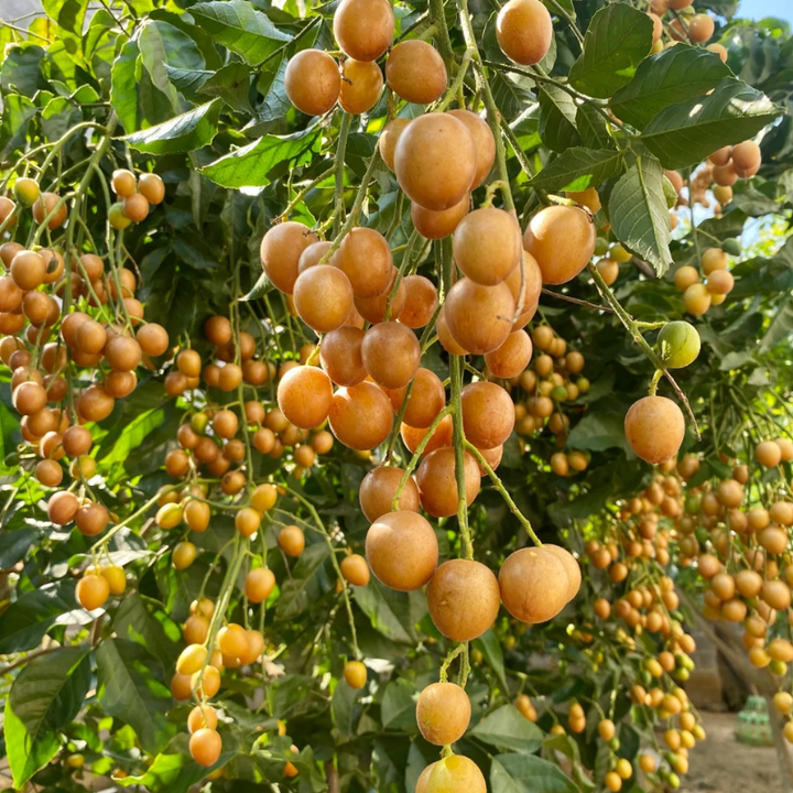 Wampee Fruit Tree Live Plant 2-3ft tall – Sweet Tropical Wampi (Clausena lansium) for Home Garden