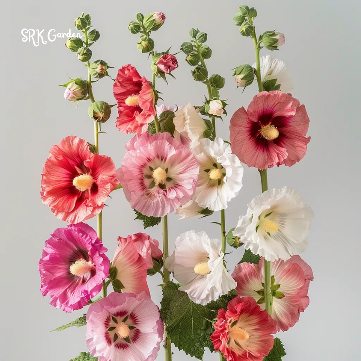 Hollyhock Summer Carnival Mix 50 Seeds