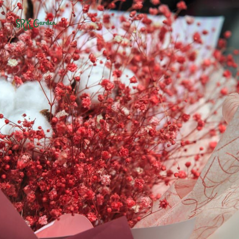 Deep Carmine Baby's Breath Seeds | 100 Seeds