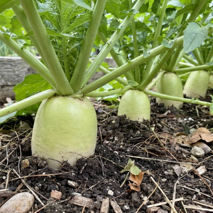 30+ Korean Radish Seeds, Cheong Du Hybrid, Kimchi Radish Seeds
