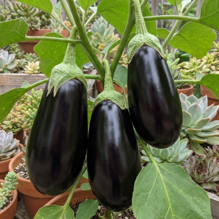 50+ Black Beauty Eggplant Seeds
