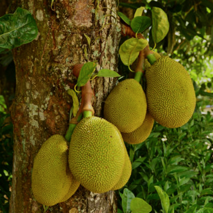 Live Jackfruit Tree Plant High Yield, 8-14" Tall, Sweet Tropical Fruit | 1 Year Old Potted