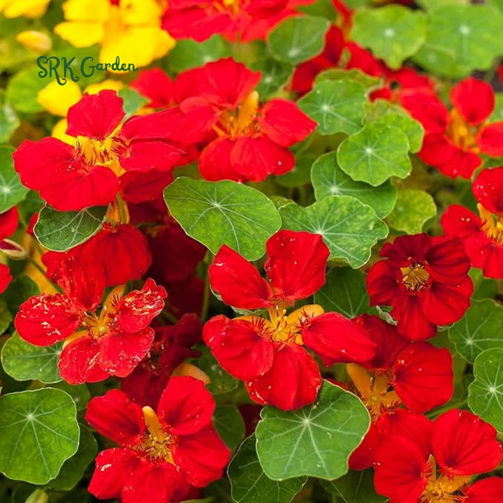 Nasturtium Seeds for Planting-Annual Climbing Tropaeolum | 100 Seeds