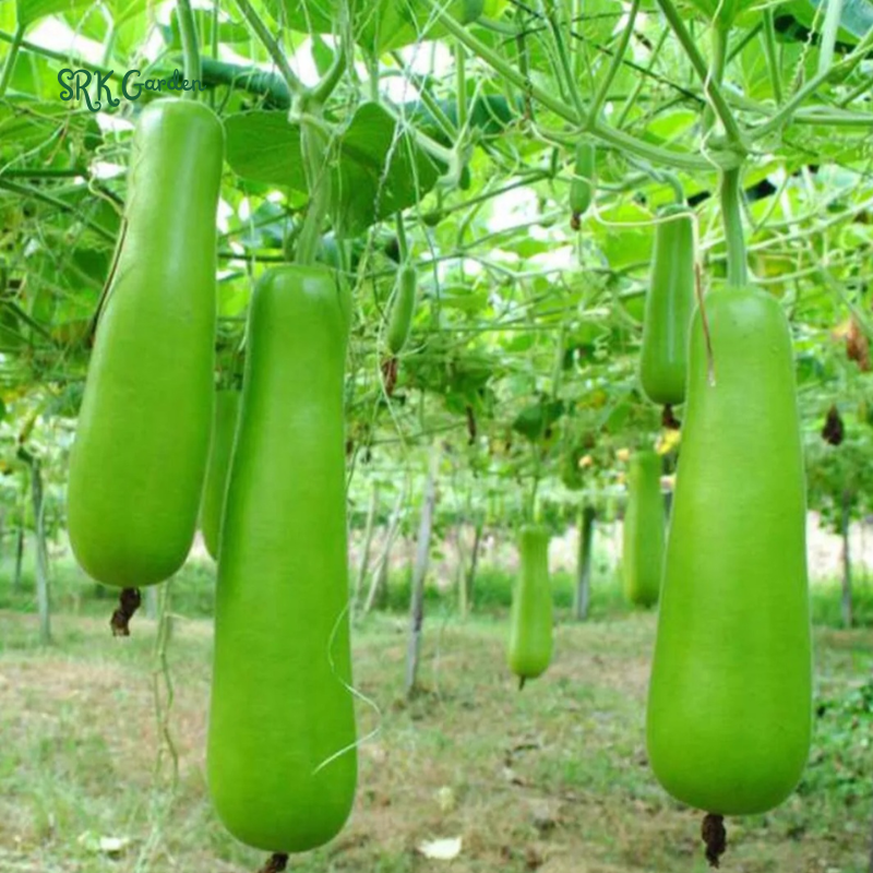 Calabash Bottle Gourd Seeds Chinese Pugua Nam Tao Yao Lauki Opo Vegetable | 15 Seeds