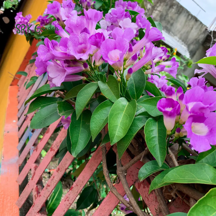 Purple Garlic Vine Semi -Tropical Live Plant Cydista Aequinoctialis in 4" pot